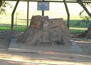 Black Stump Black Stump